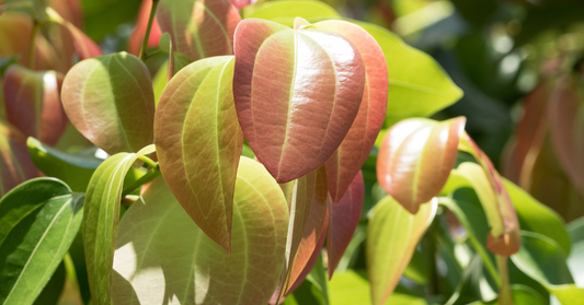 Ceylon Cinnamon: The Fragrant Spice Plant