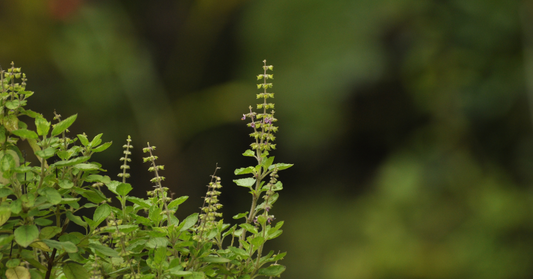 5 Herbs for Peace and Tranquility