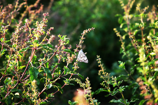 How to Grow Tulsi (Holy Basil)