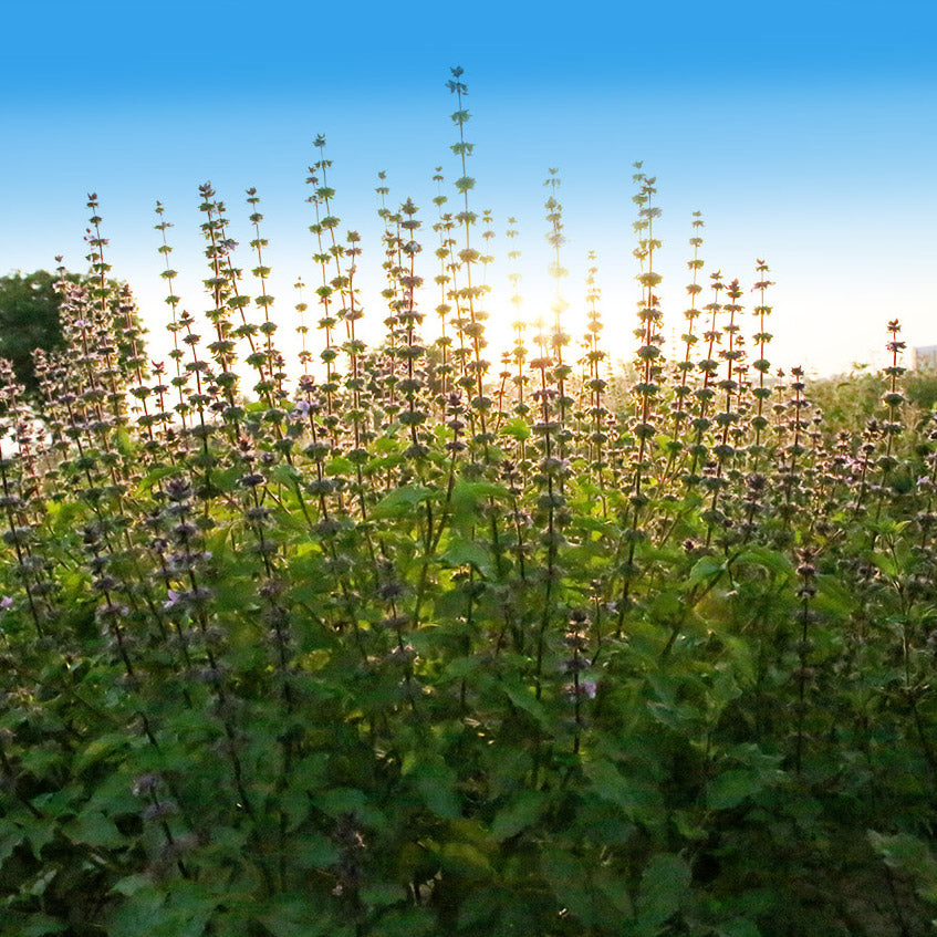 A herb for all reasons