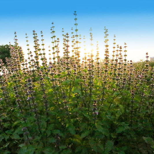 A herb for all reasons