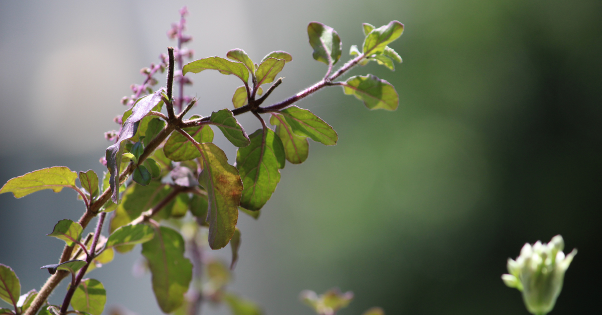 Tulsi: Sacred Plant of the Gods