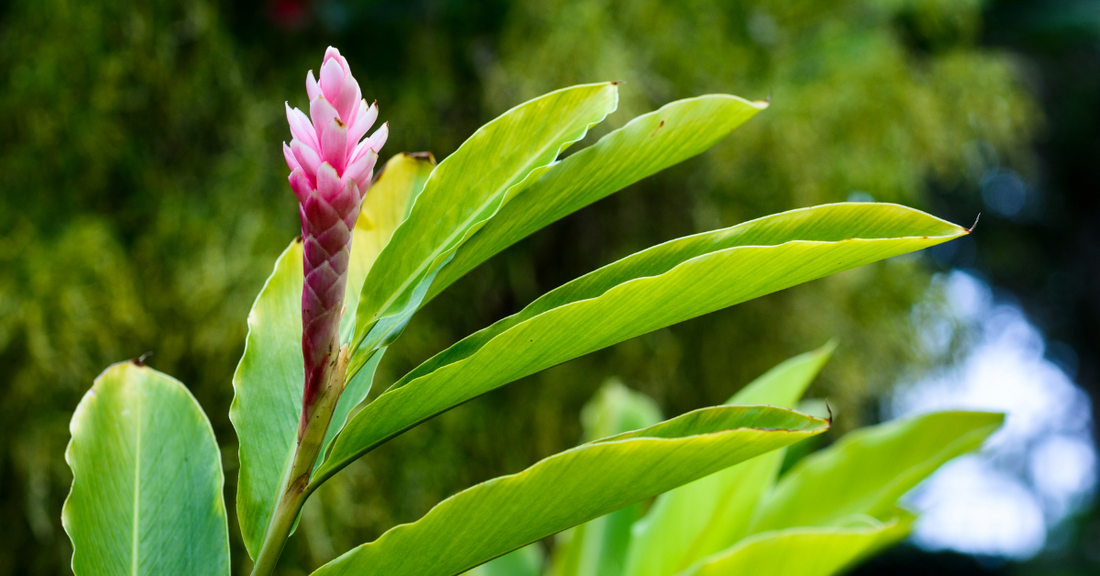 Ginger: An Ayurvedic Superfood