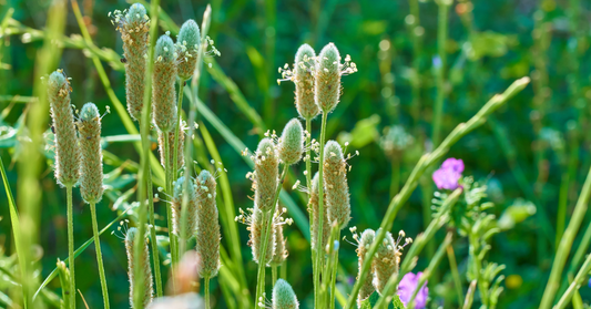 Psyllium: Horse Flower