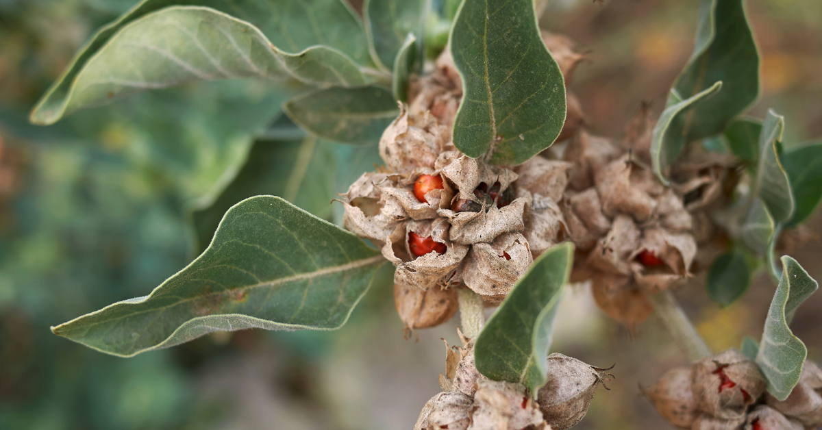 Ashwagandha: The Rejuvenator
