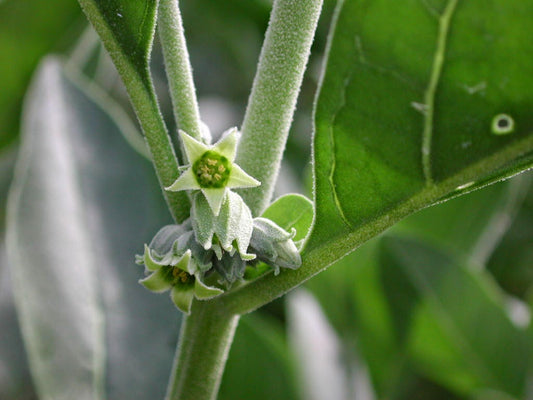 Six Herbal Brain Foods