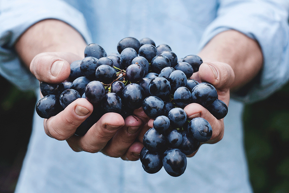 Why Buying Organic Supports the Planet
