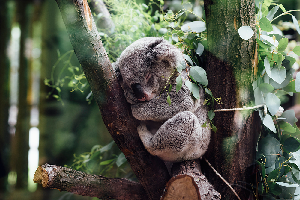 5 Tips to Ensure Restorative Sleep