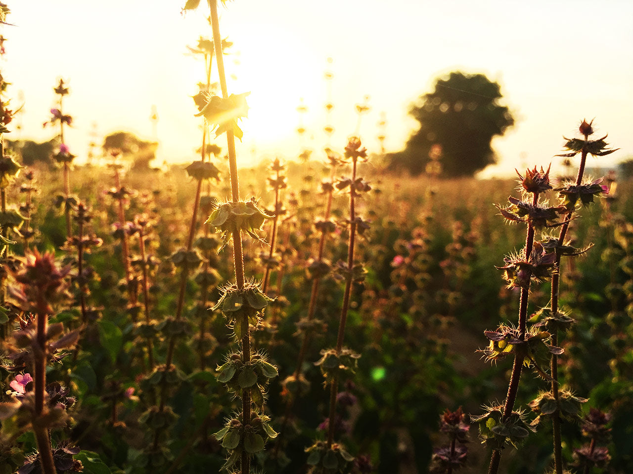 7 Stress-less Secrets about Tulsi
