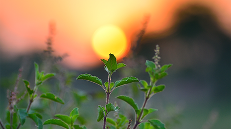 The Top 10 Interesting Health Benefits of the Tulsi Herb