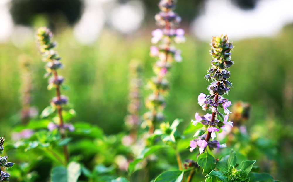 Stressed? The Unique Class of Herbs You Need to Take Now