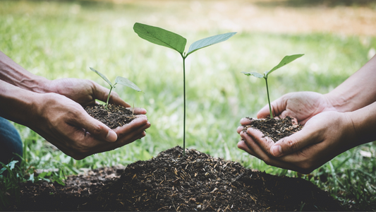 Sustainability Series #4:  Economic Sustainability