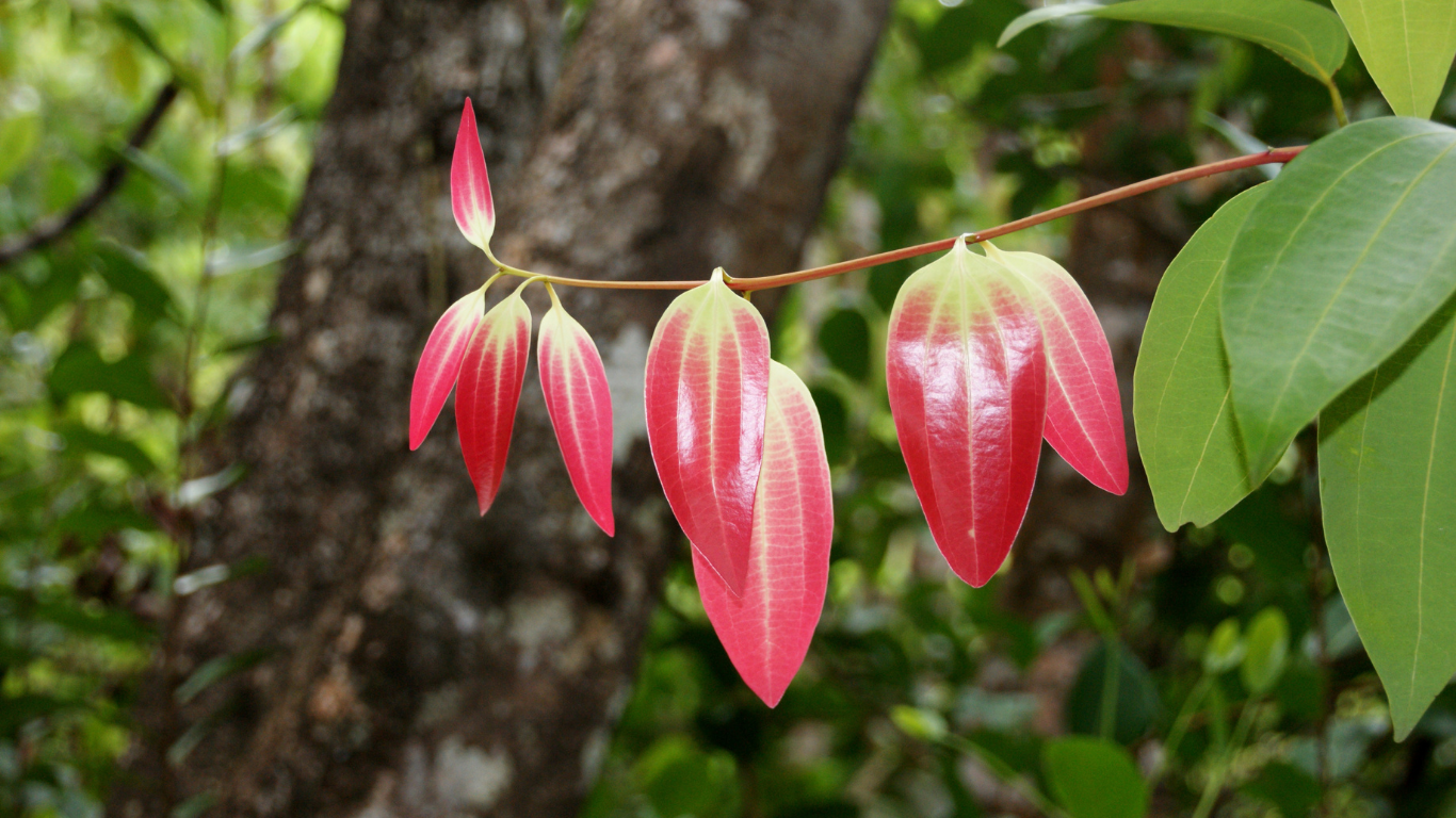 Ceylon Cinnamon: The Fragrant Spice Plant