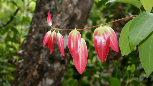 Ceylon Cinnamon: The Fragrant Spice Plant