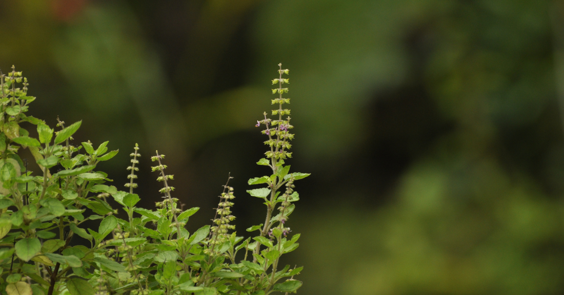 What is Tulsi? All About Holy Basil