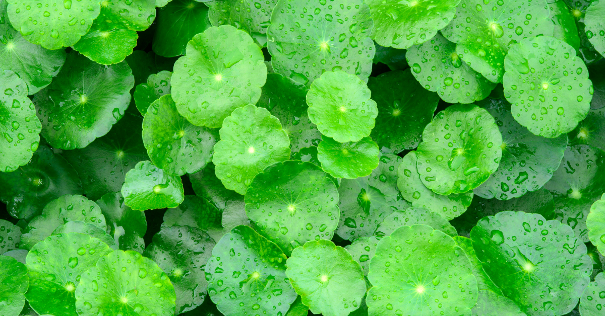 Gotu Kola: Herb of Longevity