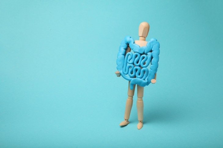 Feed the Gut for a Healthy Immune System