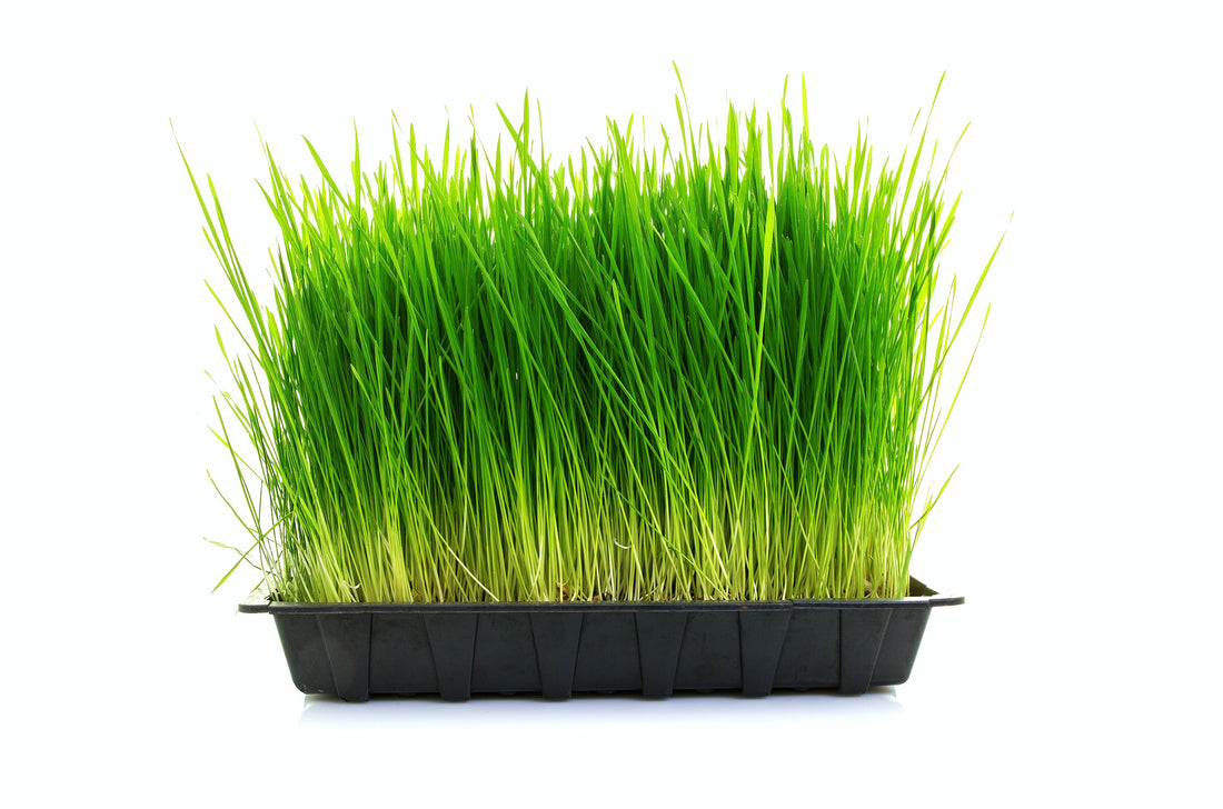 Introducing: Certified Organic Wheat Grass Powder