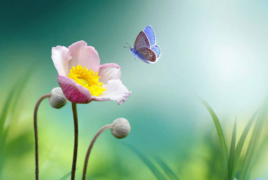 Spring is Kapha Season