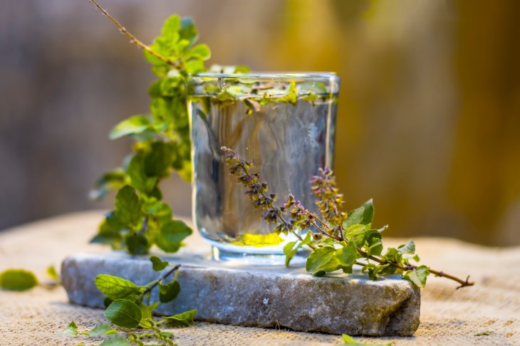 Tulsi for Immune System Support
