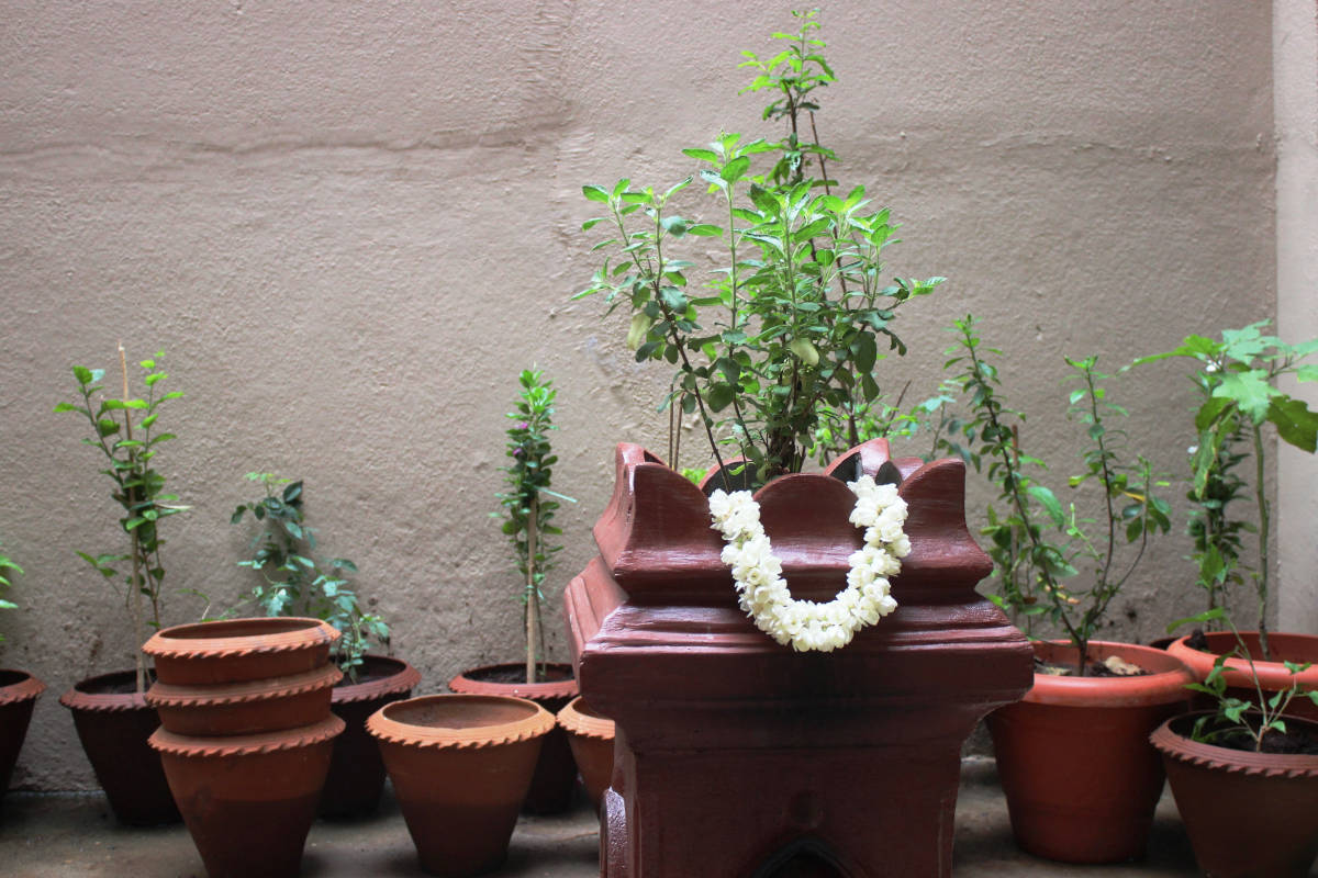 5 Herbs for Protection and Optimal Health