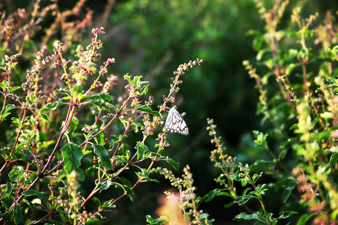 How to Grow Tulsi (Holy Basil)